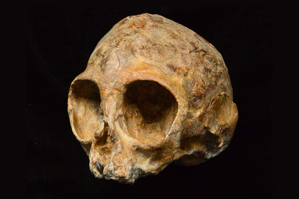 A bare skull on black background