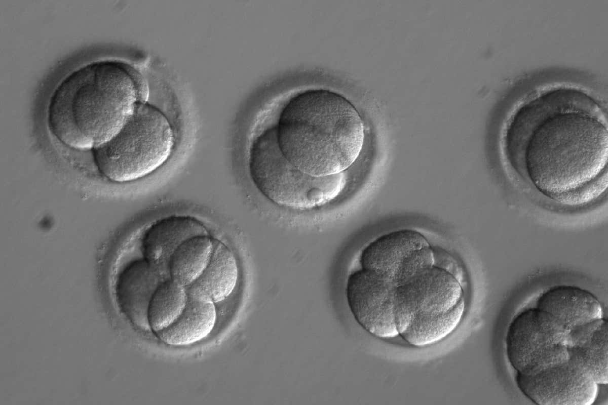 CRISPR-edited embryos