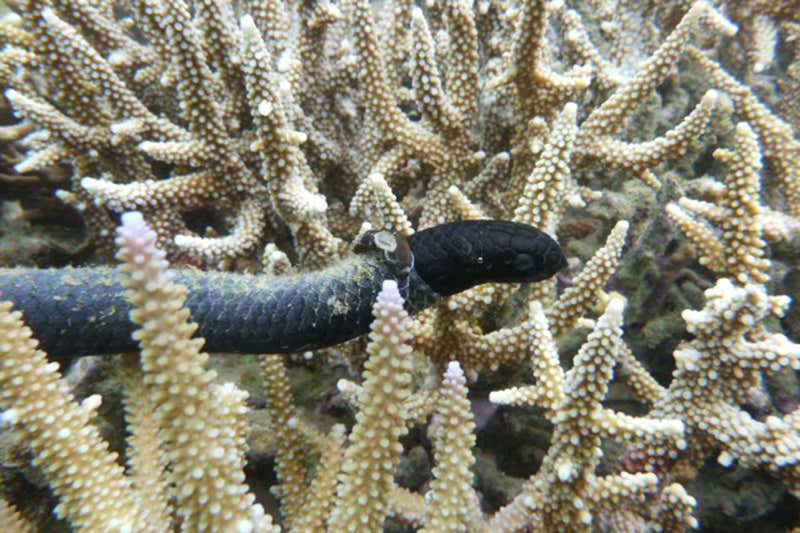 Turtle-headed sea snake