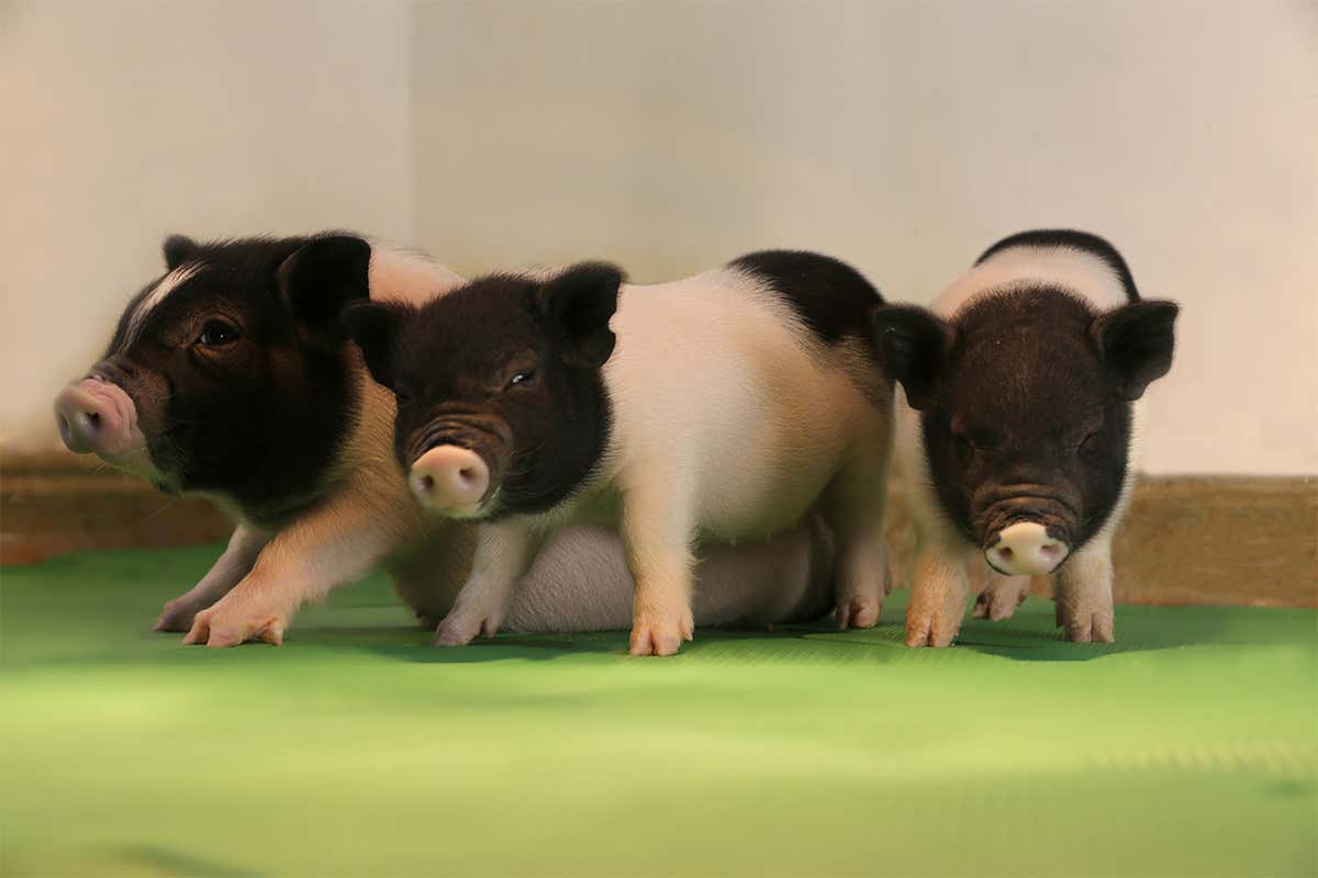 Three piglets huddled together