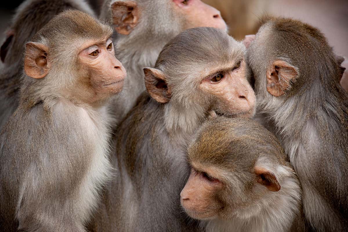 a group of rhesus monkeys
