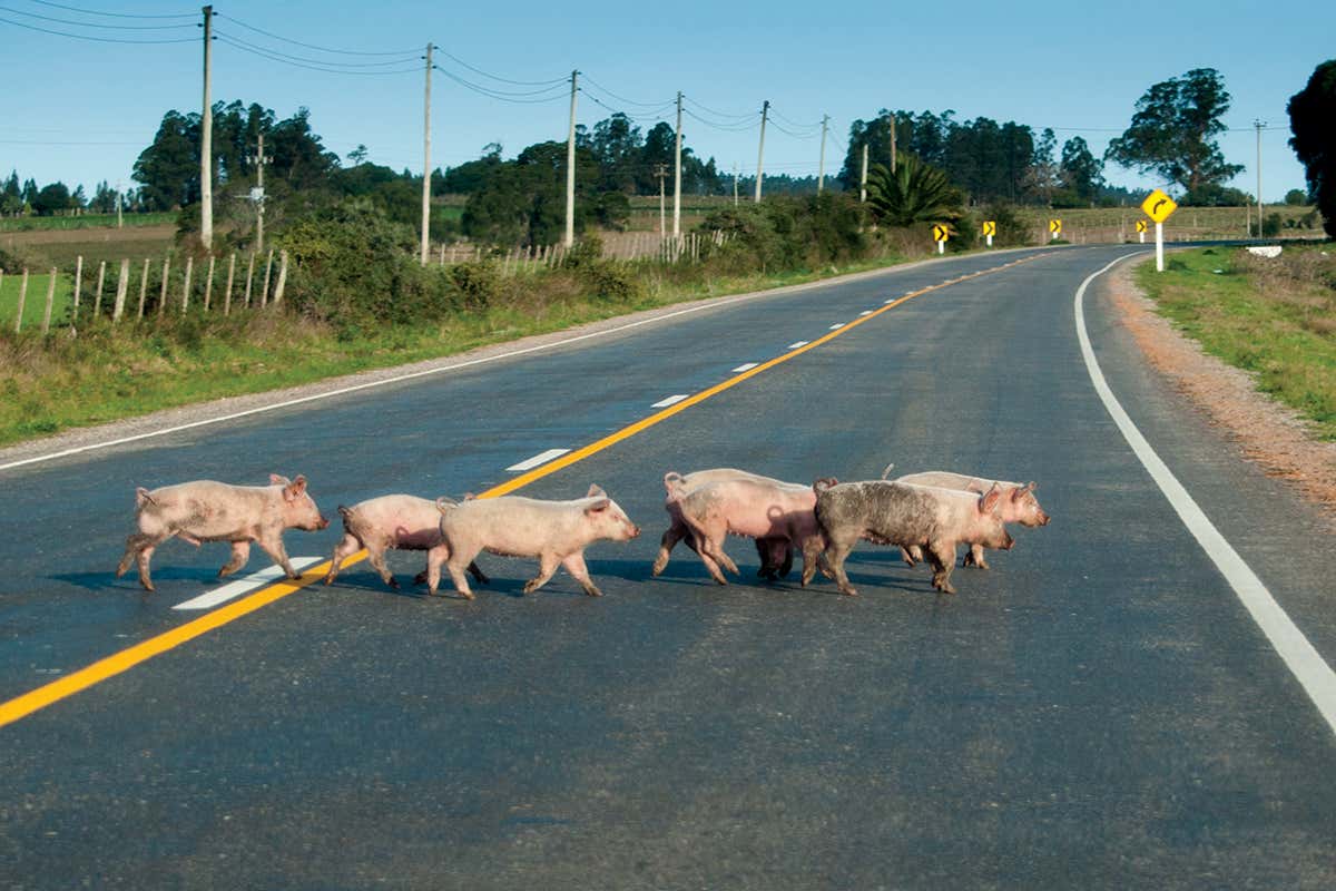 Piglets crossing road