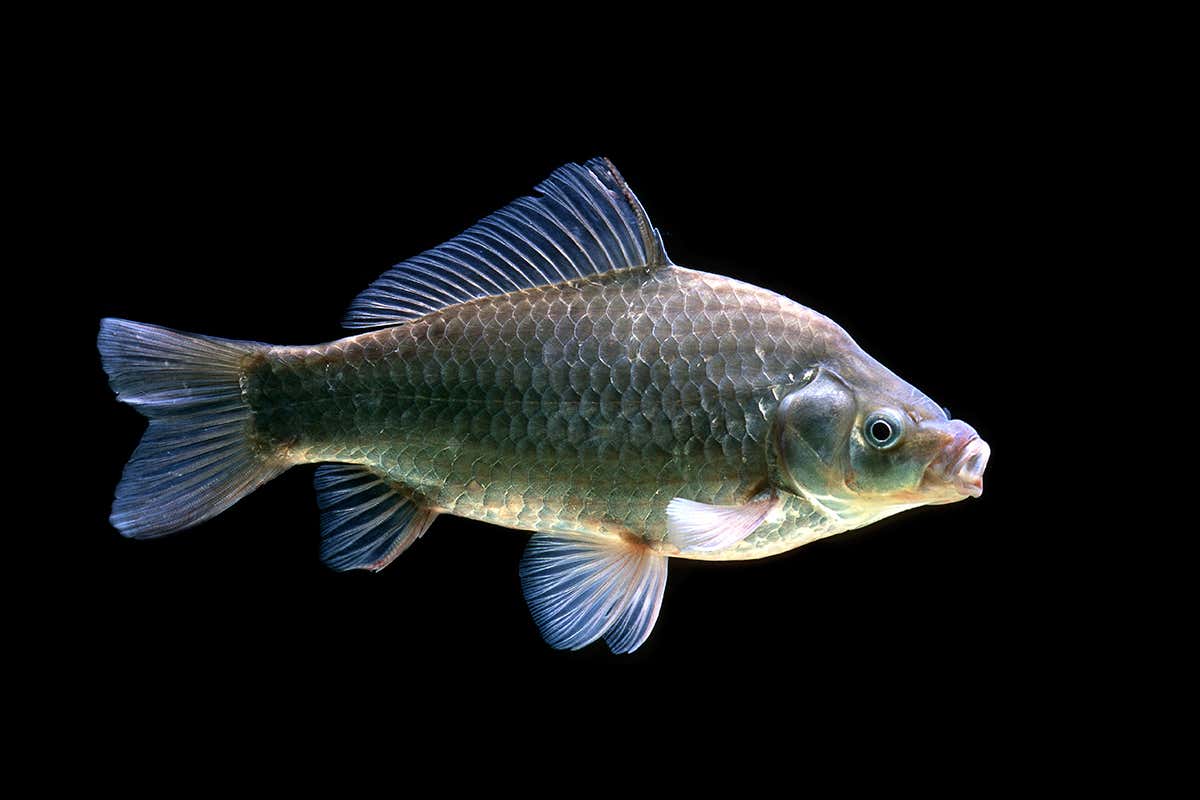 Goldfish go months without oxygen by making alcohol inside cells