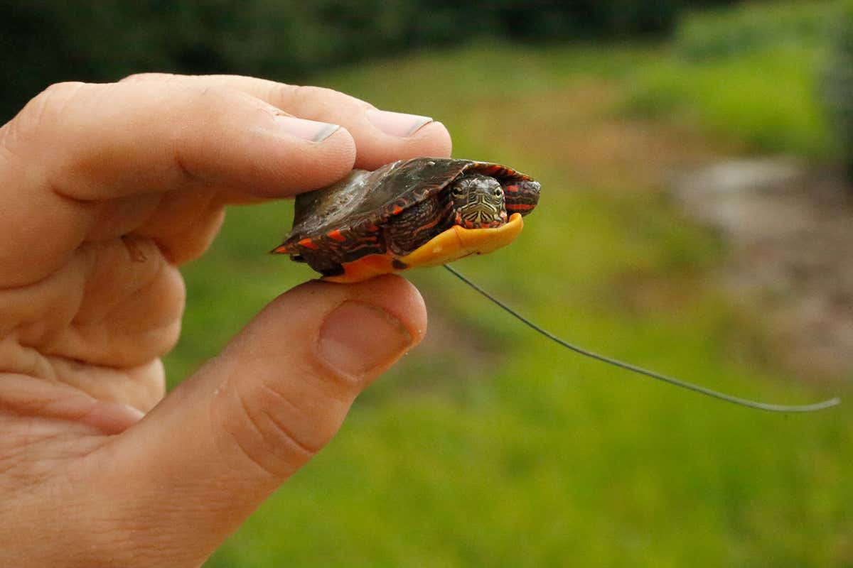 New Scientist. Science news and long reads from expert journalists, covering developments in science, technology, health and the environment on the website and the magazine.