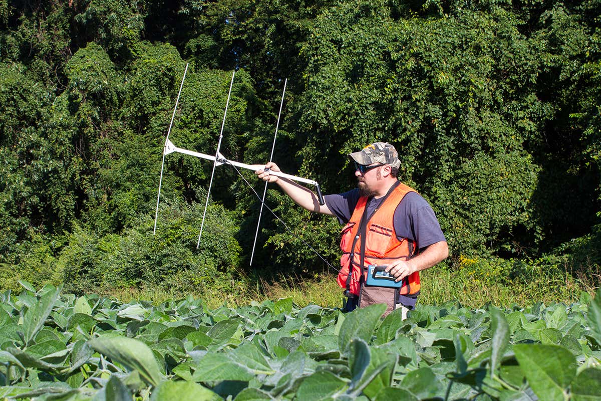 Meet the turtles surviving an invasion of enormous tractors