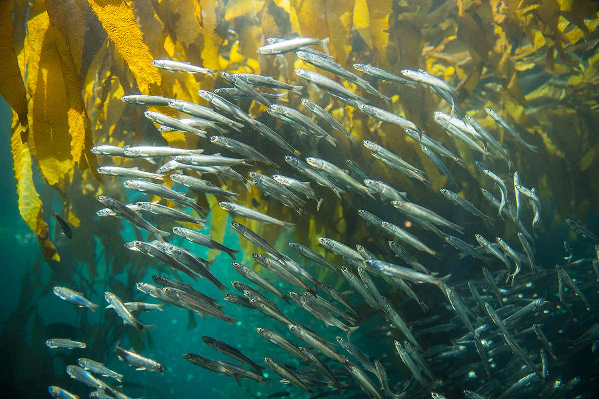 shoal of silver fish against a green and blue background