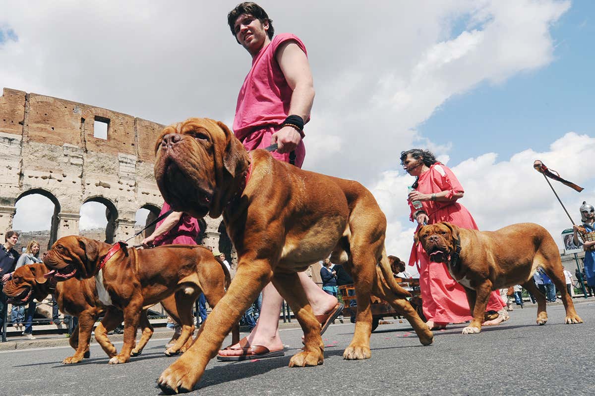 Dog's eye view of people walking dogs past some ancient architecture