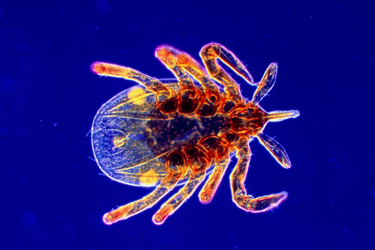 Lyme-disease carrying tick