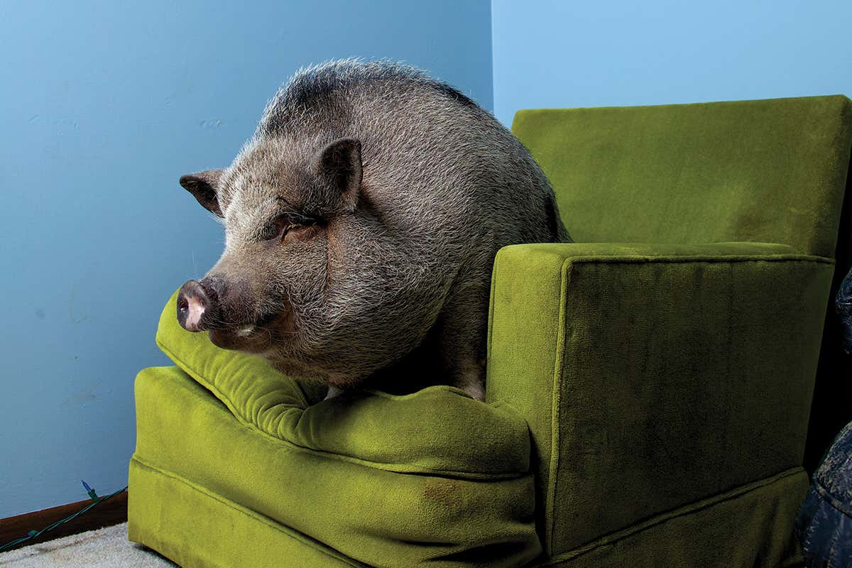 pig on a sofa