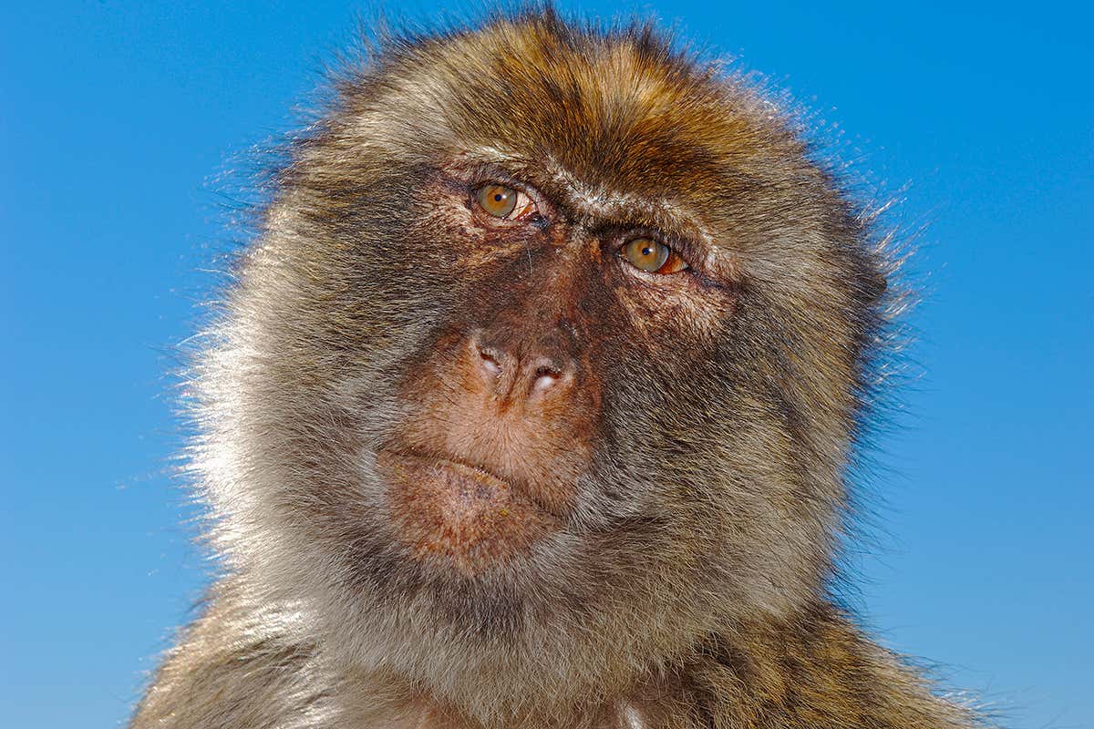 A macaque