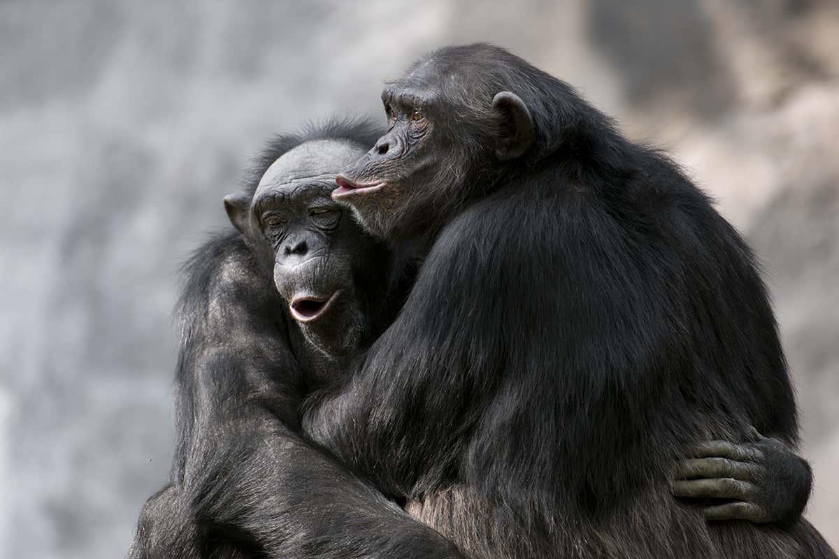 One chimp embracing another