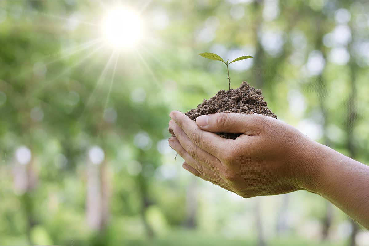 A seedling sprouting from earth in outstretched cupped hands