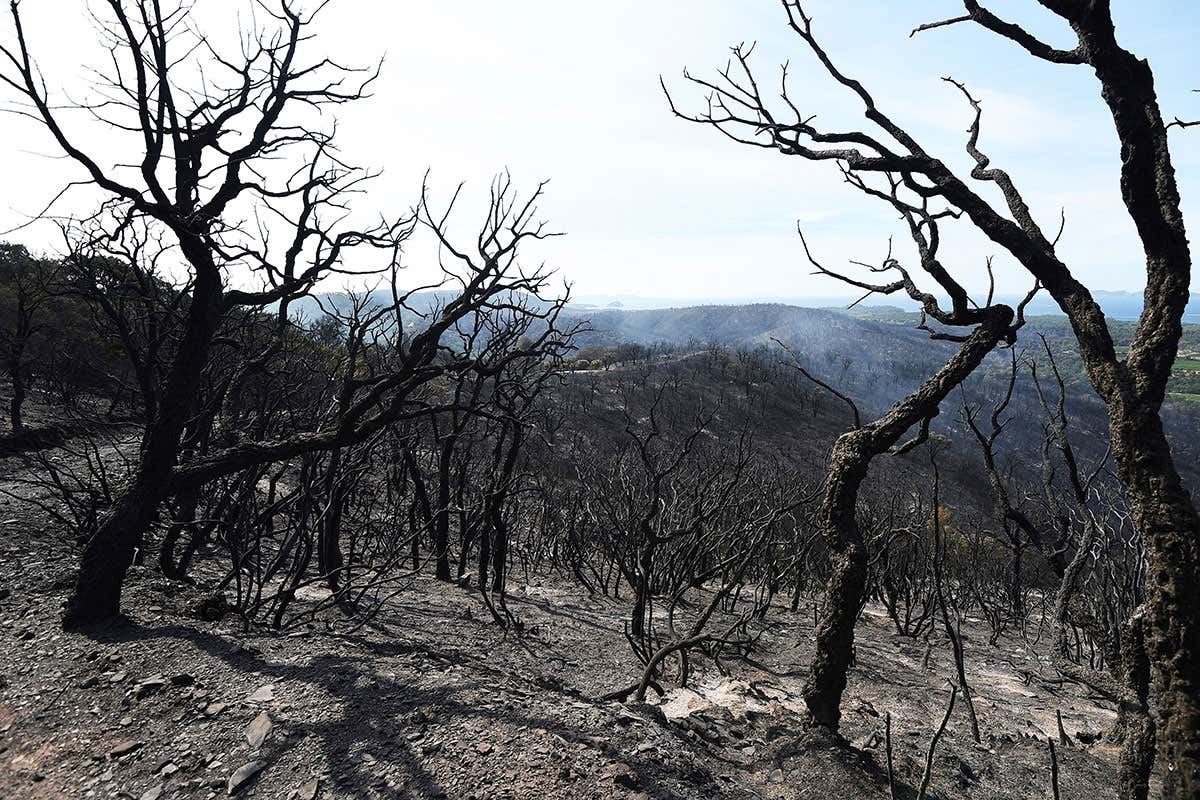 Wiping out a population of animals might help the species