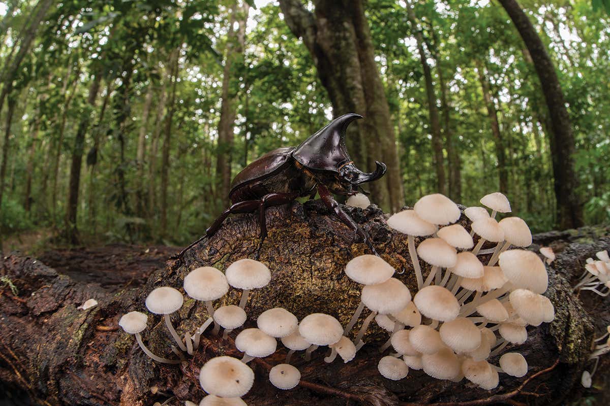 Magic mushroom chemical may be a hallucinogenic insect repellent
