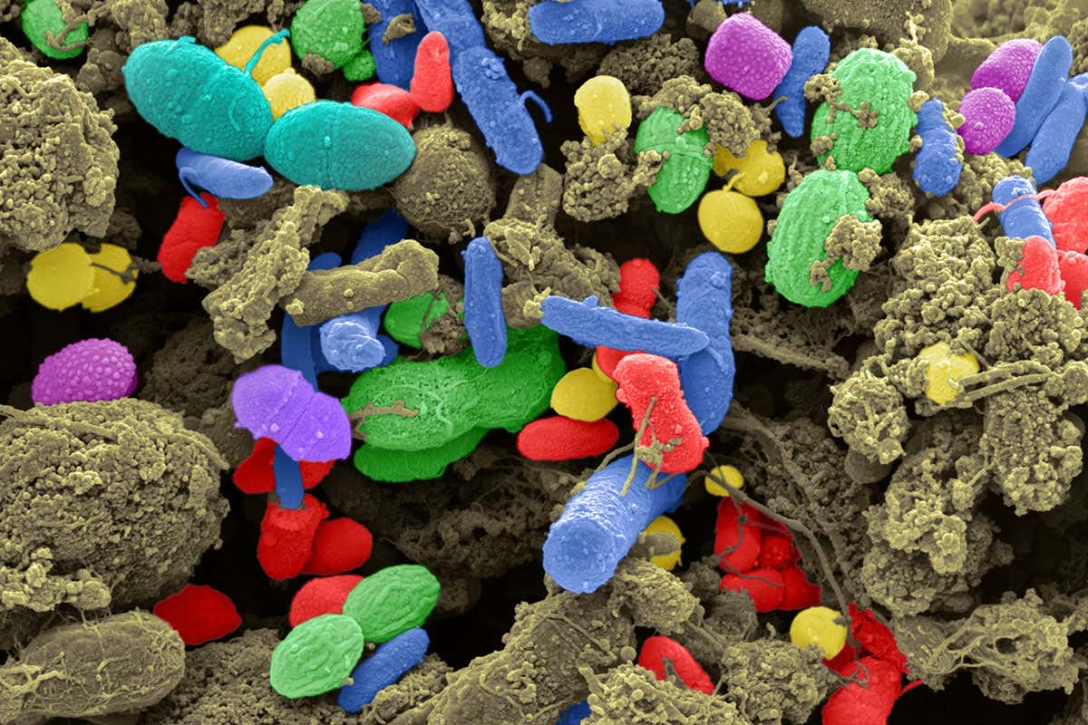 IBM microbiome