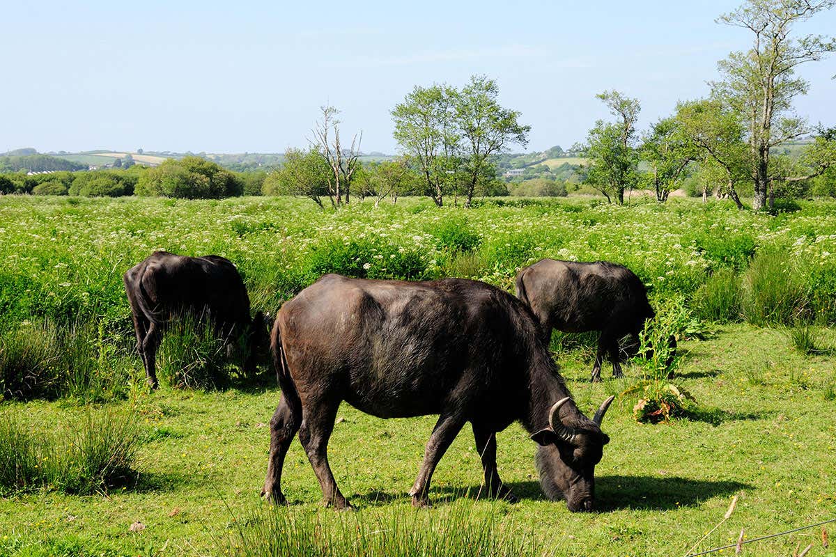 Water buffalo grazing in a Welsh marsh