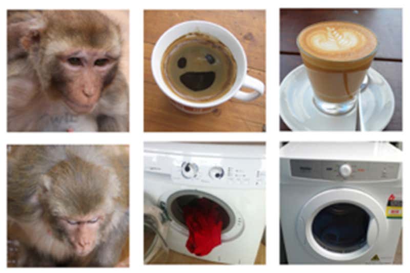 Paired images for the monkeys to look at