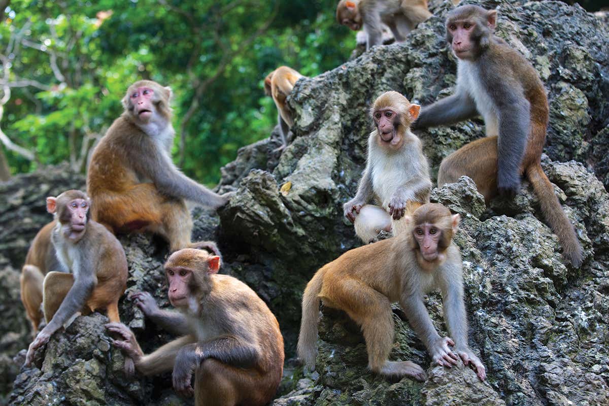 A group of macaques