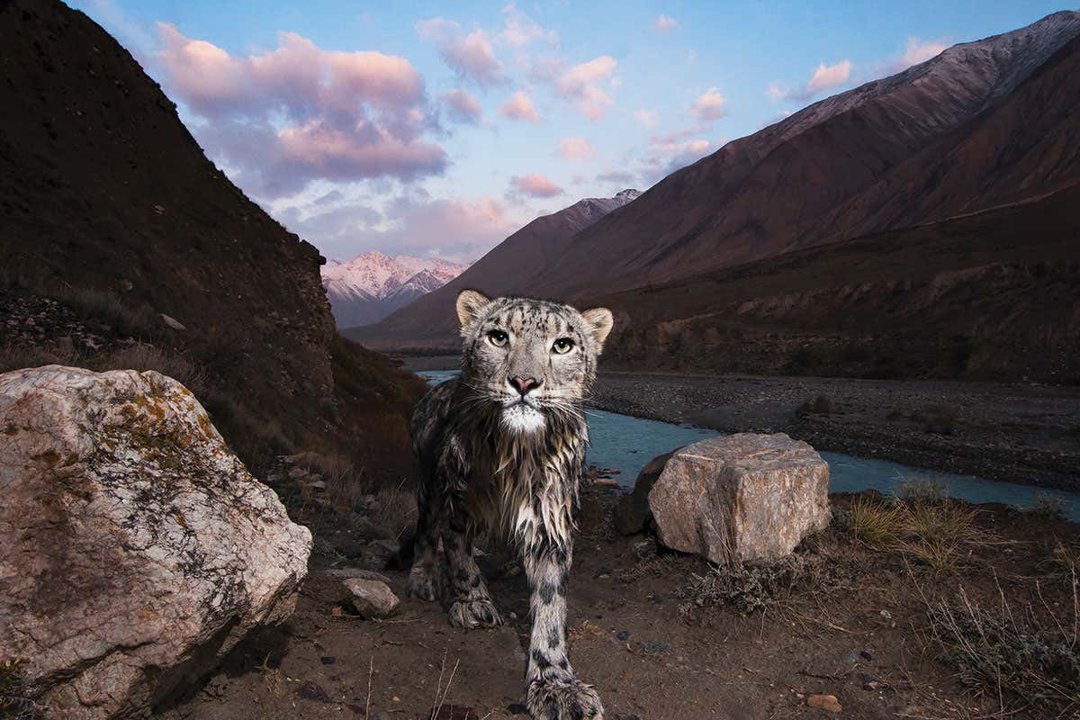 Snow leopard in mountainous landscape