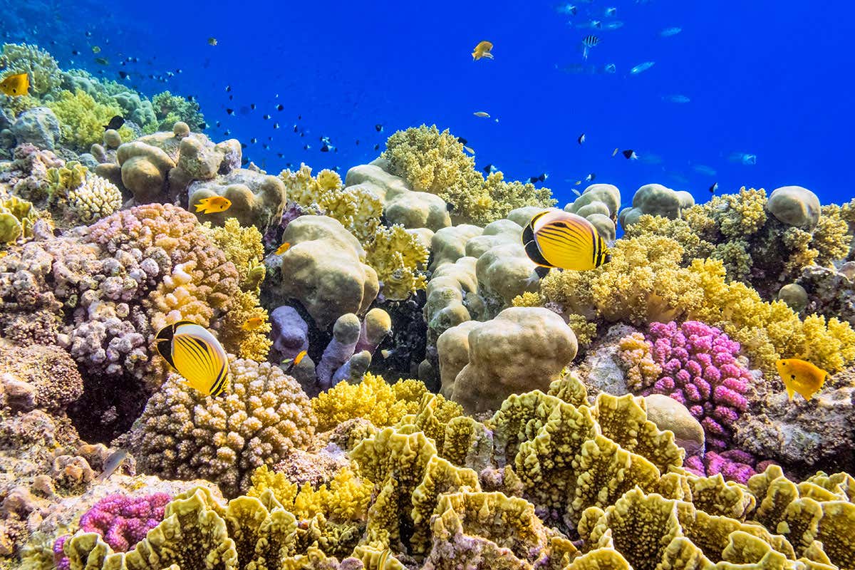 'Mother' coral reefs are breathing life into their neighbours