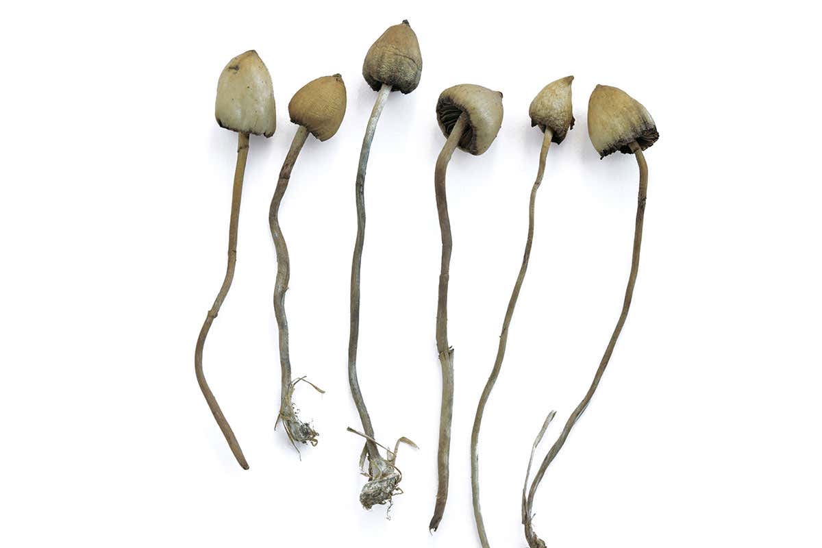 liberty cap mushrooms