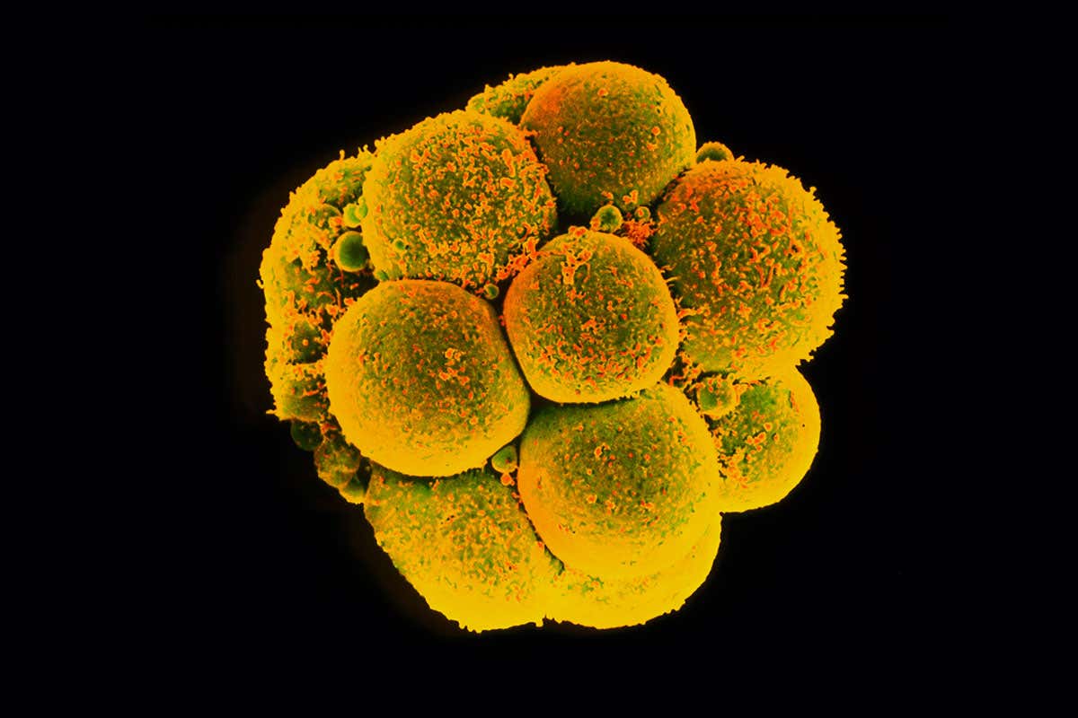 We still don’t really know what CRISPR does to human embryos