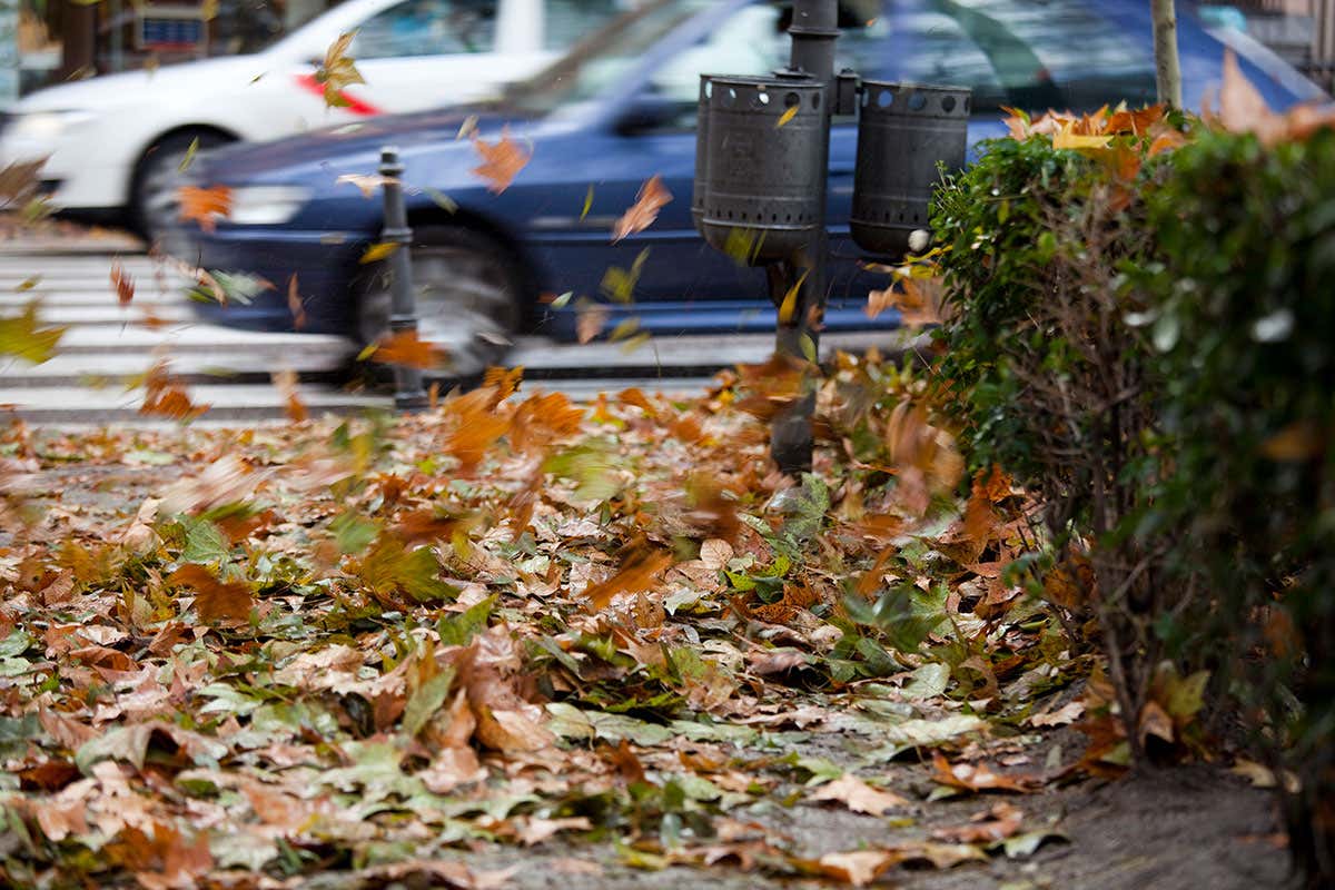 Fallen leaves blowing around in the wind