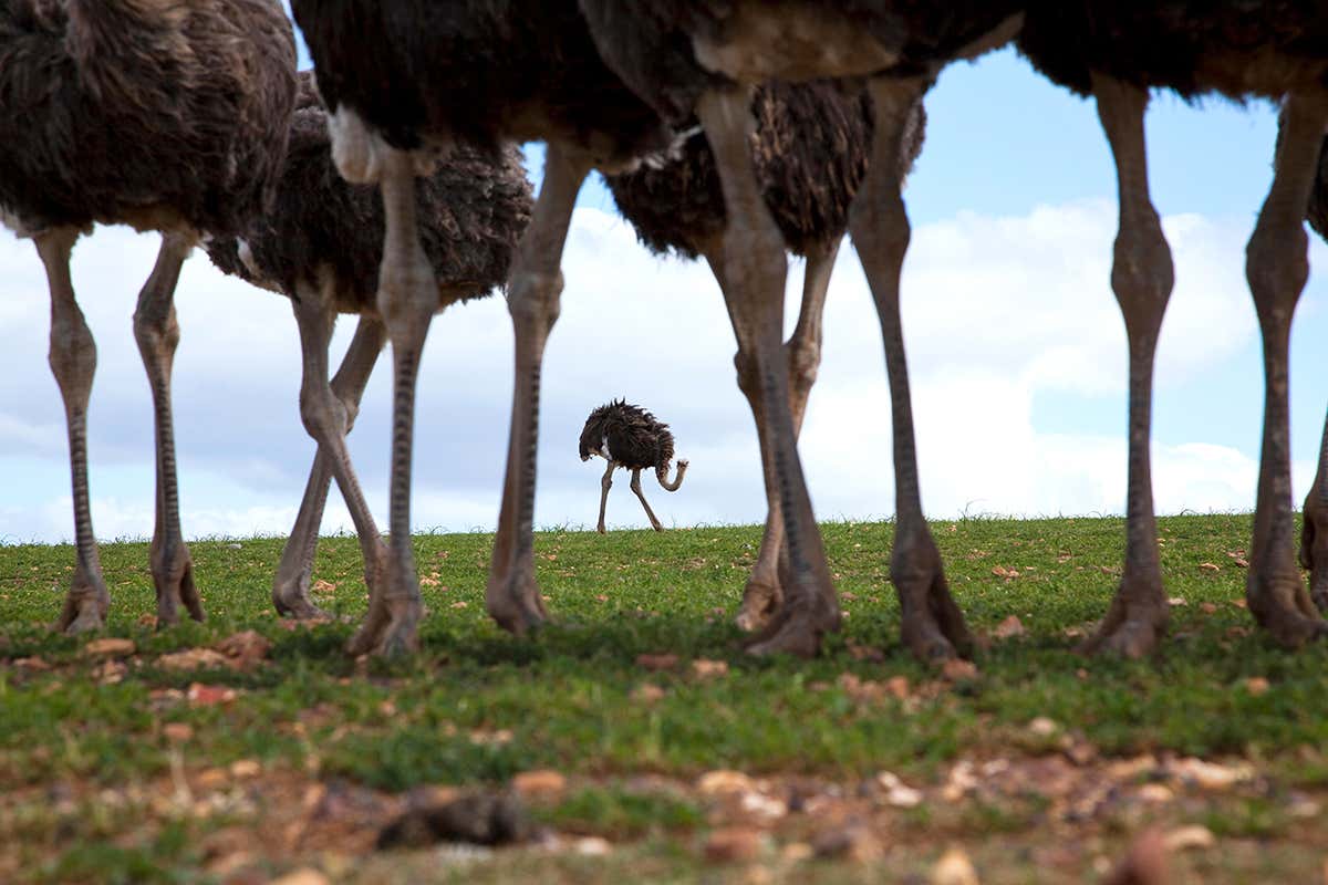 Ostriches on the savanna