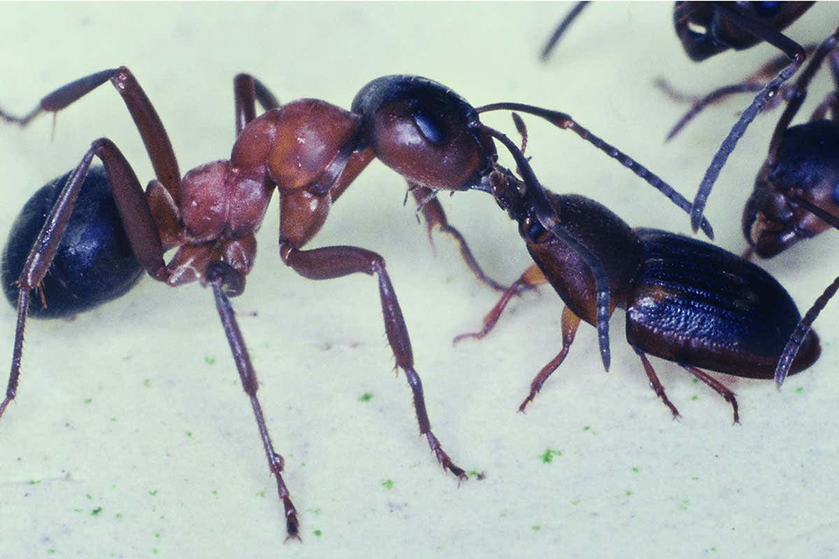 ‘Highwaymen’ beetles rob ants of the food in their stomachs