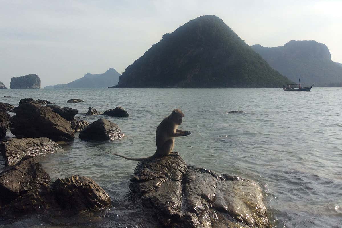 Tough life: Thailand's macaques hang out on island beaches, cracking open seafood with stones