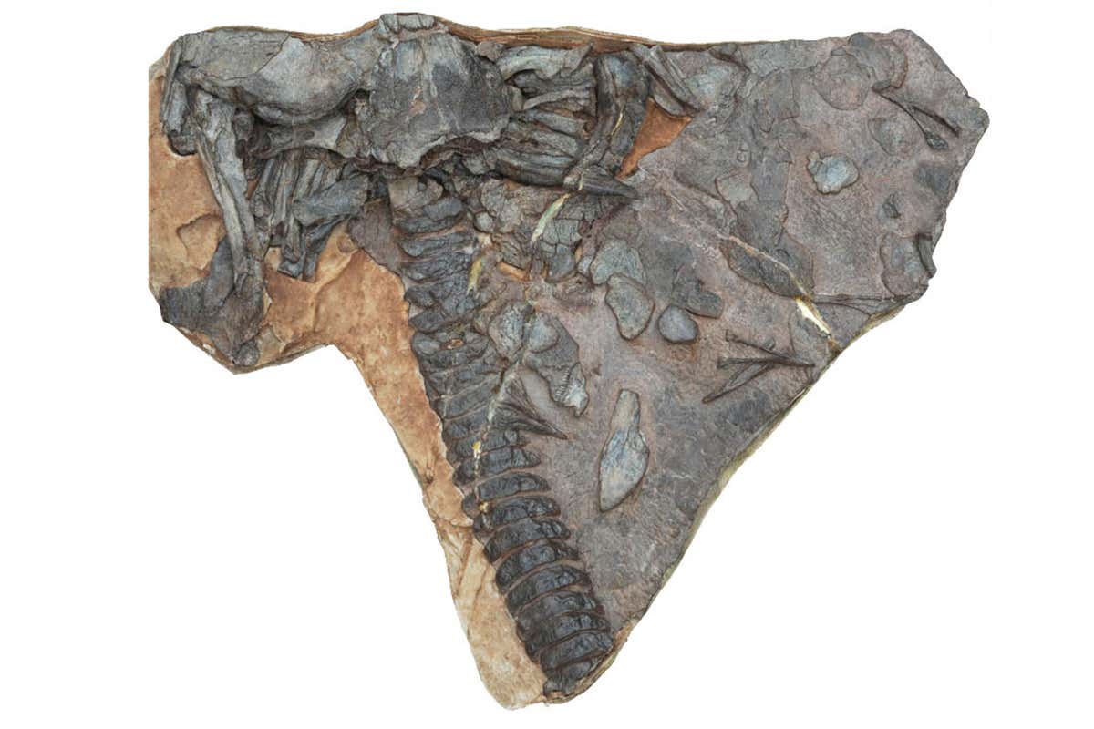 fossil of Hongyu chowi 
