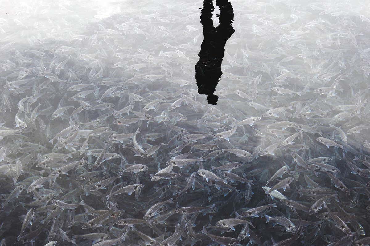 New Scientist. Science news and long reads from expert journalists, covering developments in science, technology, health and the environment on the website and the magazine.