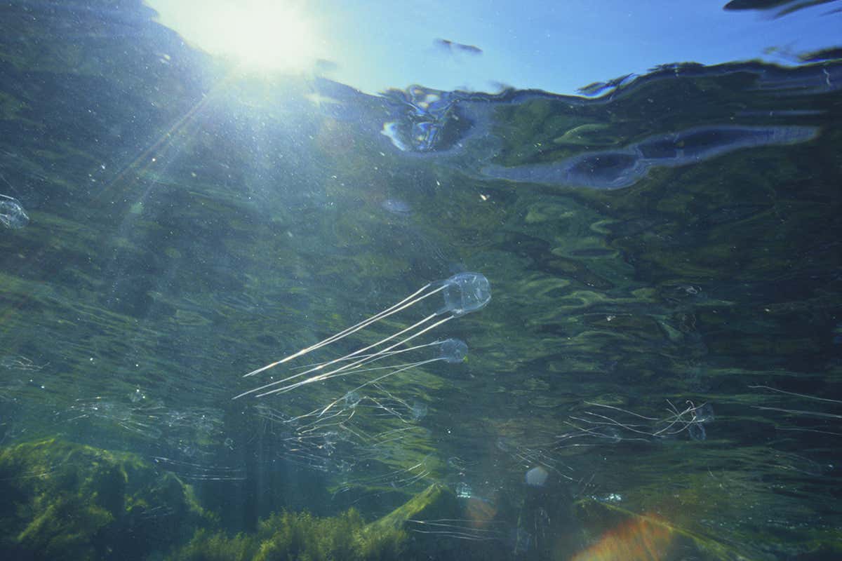 Box jellyfish will destroy future oceans by gobbling up the food