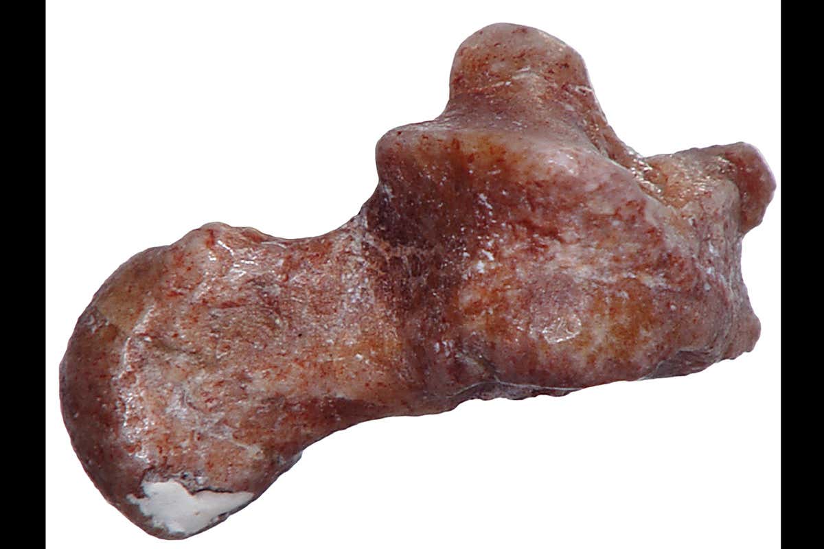 New Scientist. Science news and long reads from expert journalists, covering developments in science, technology, health and the environment on the website and the magazine.