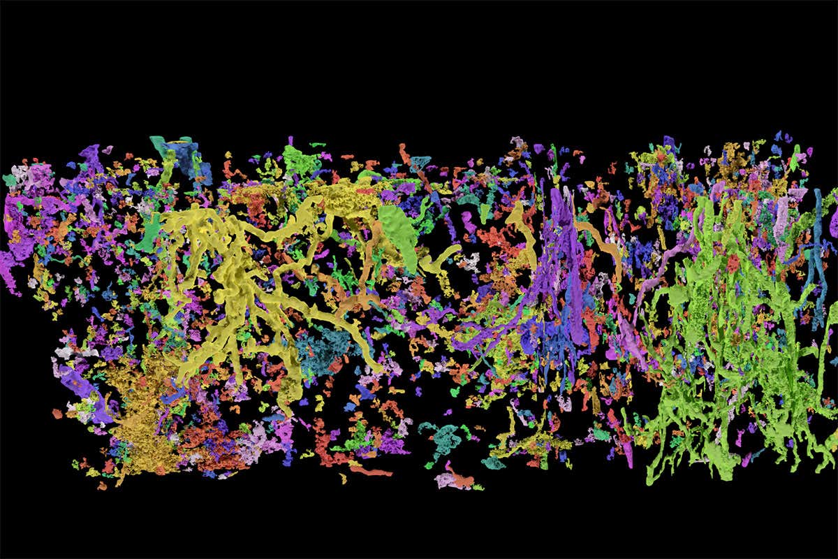 Only animals that move in a certain way could make a burrow this shape