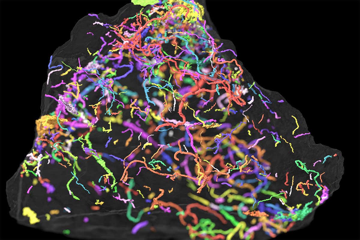 A 3D reconstruction of what the fossilised burrows would have looked like