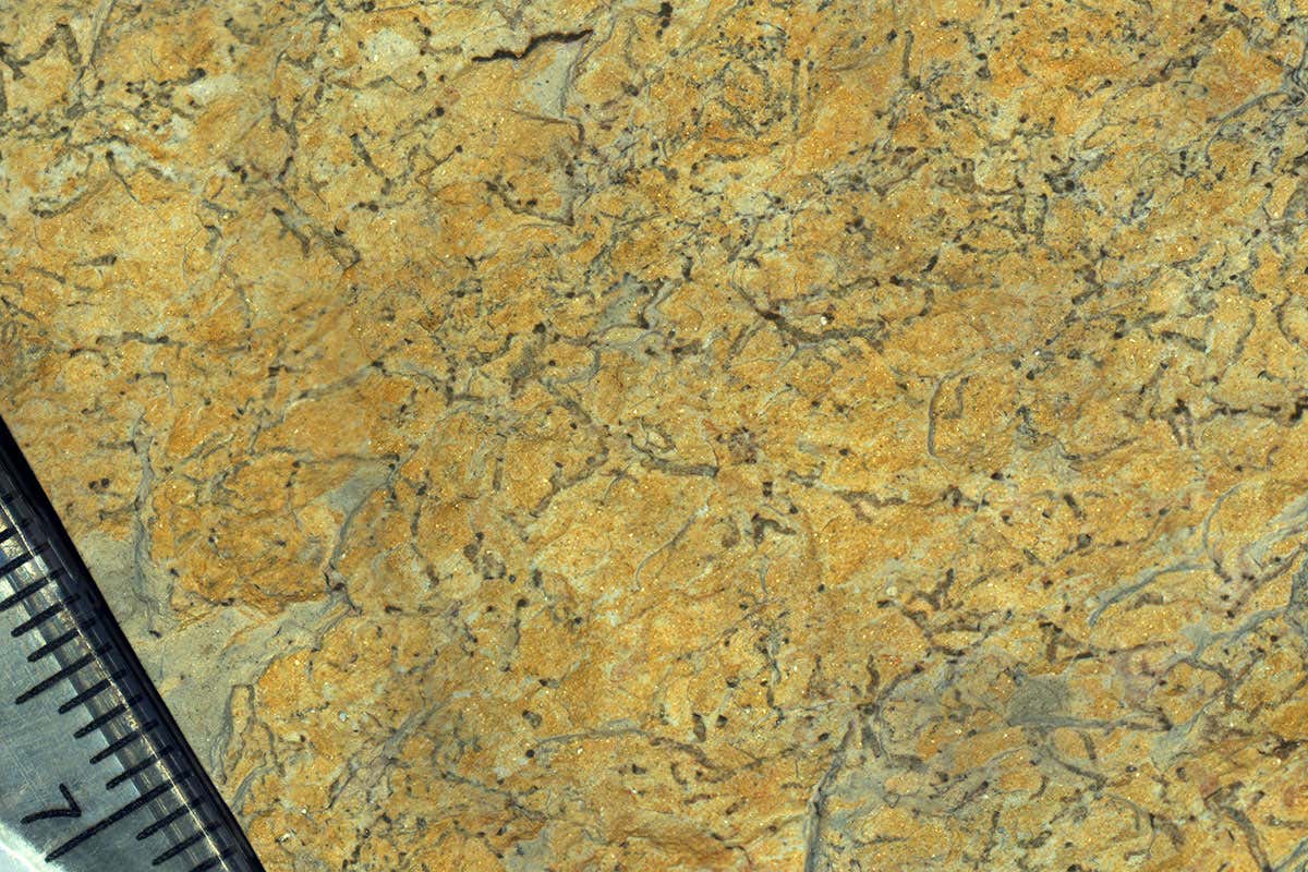 Fossilised worm holes