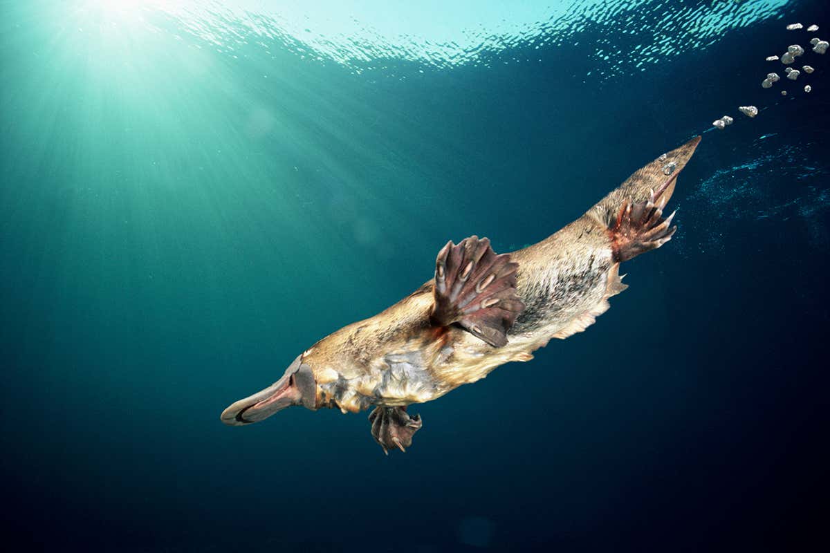 platypus swimming