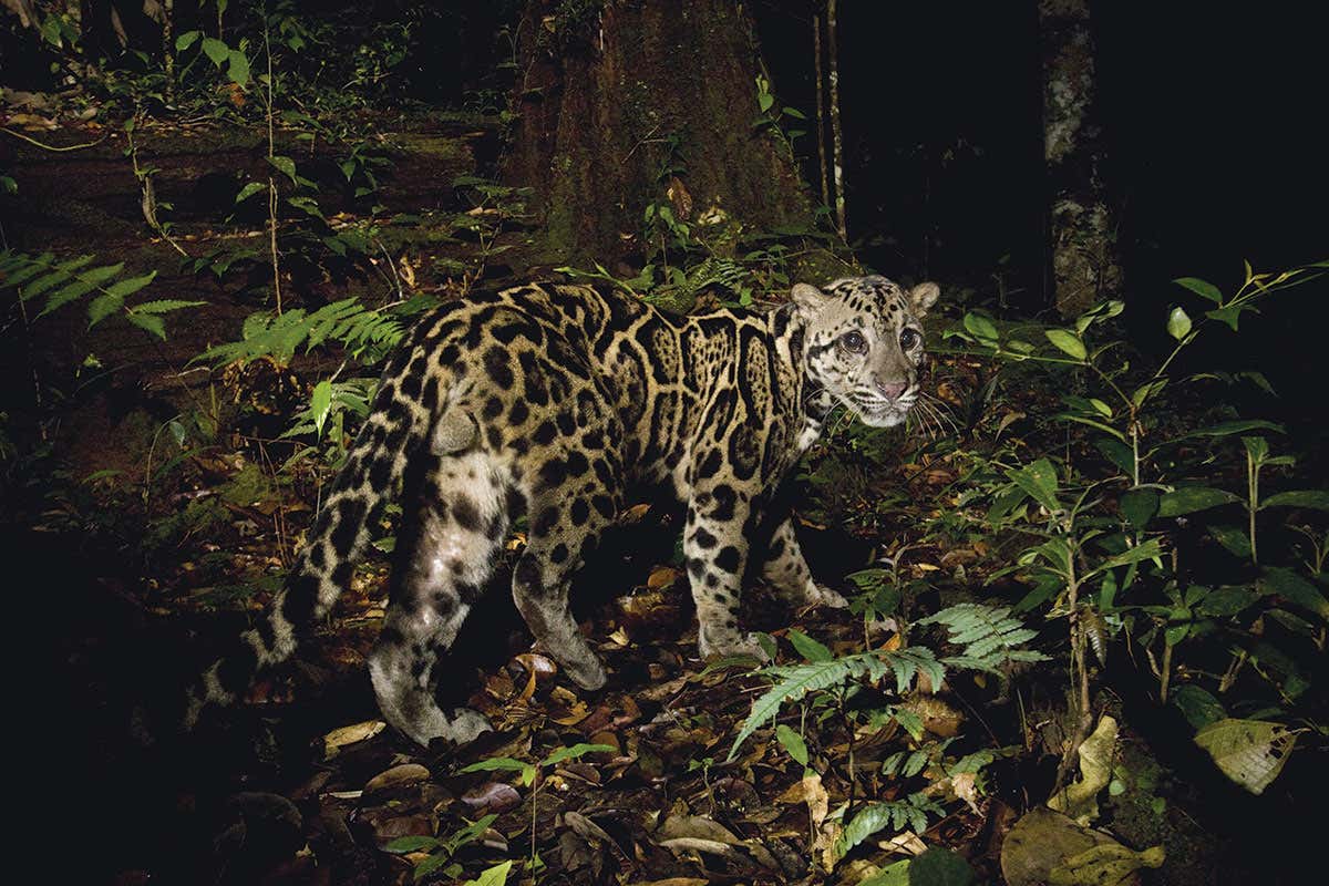 clouded leopard