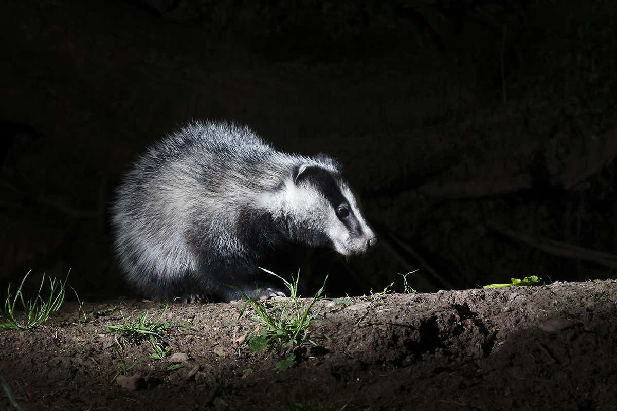 badger