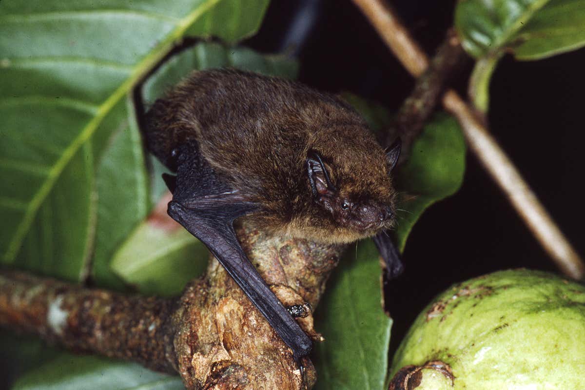 Christmas Island’s only echolocating bat has gone extinct