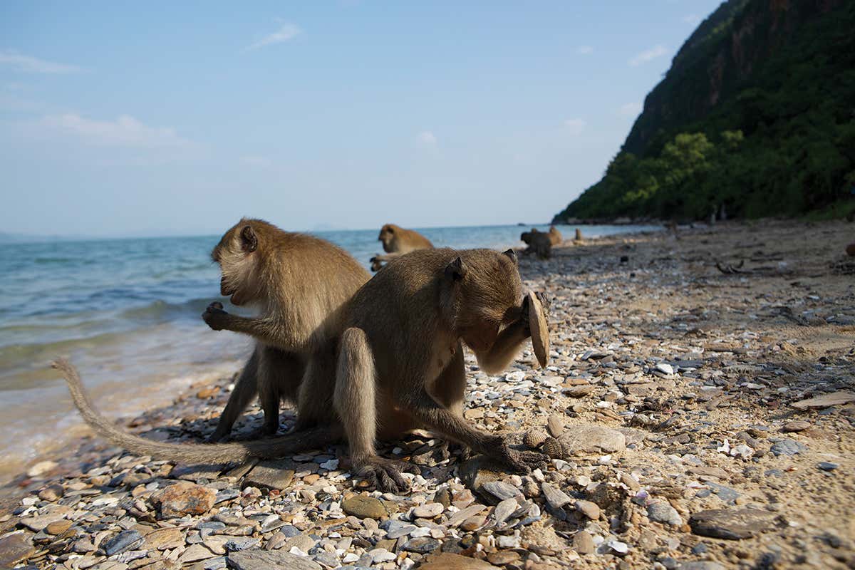 monkeys on beach