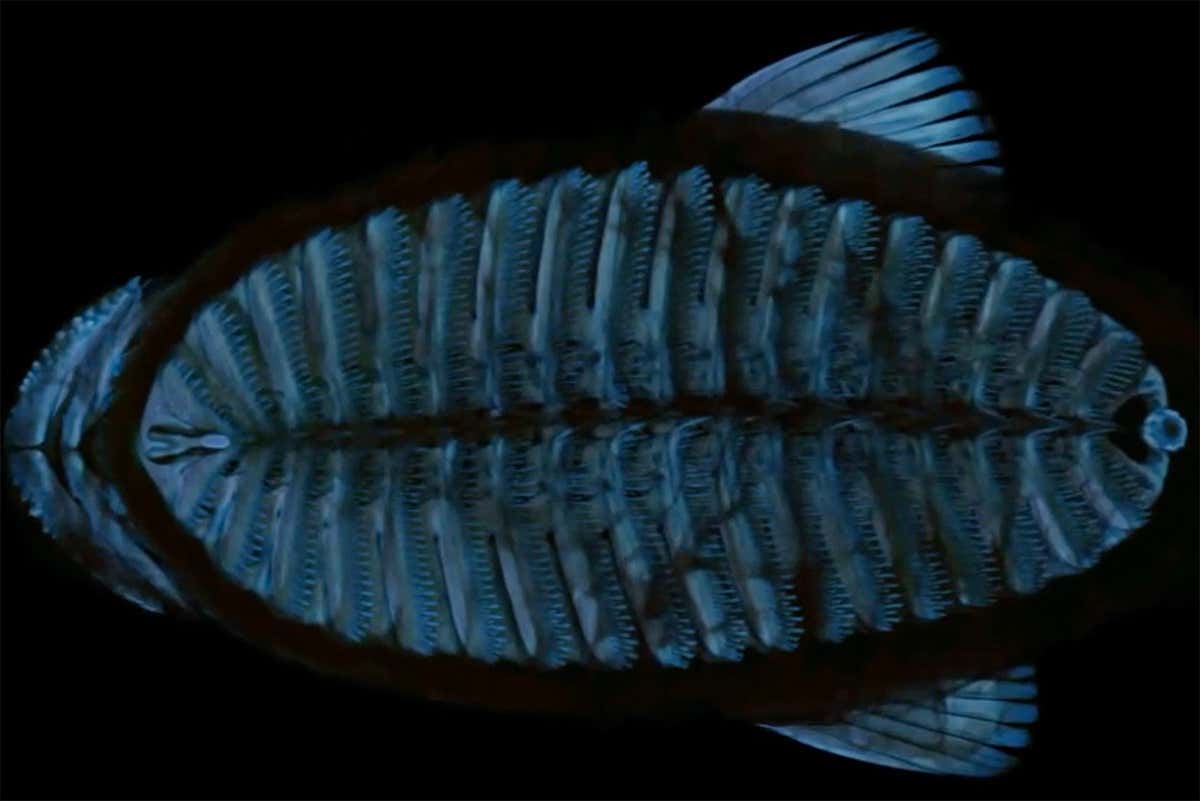 The sharksucker’s modified dorsal fin allows it to clamp on to other sea creatures