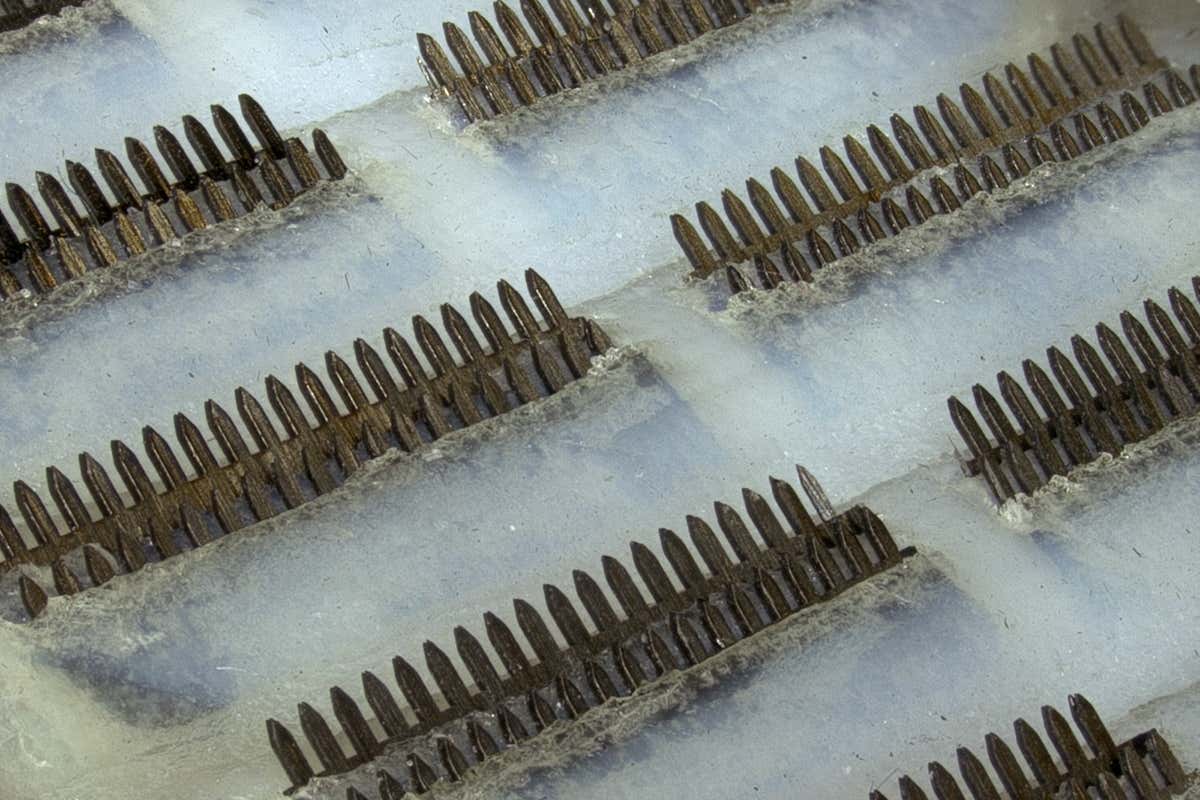 A close-up of the structure of the artificial suction pad