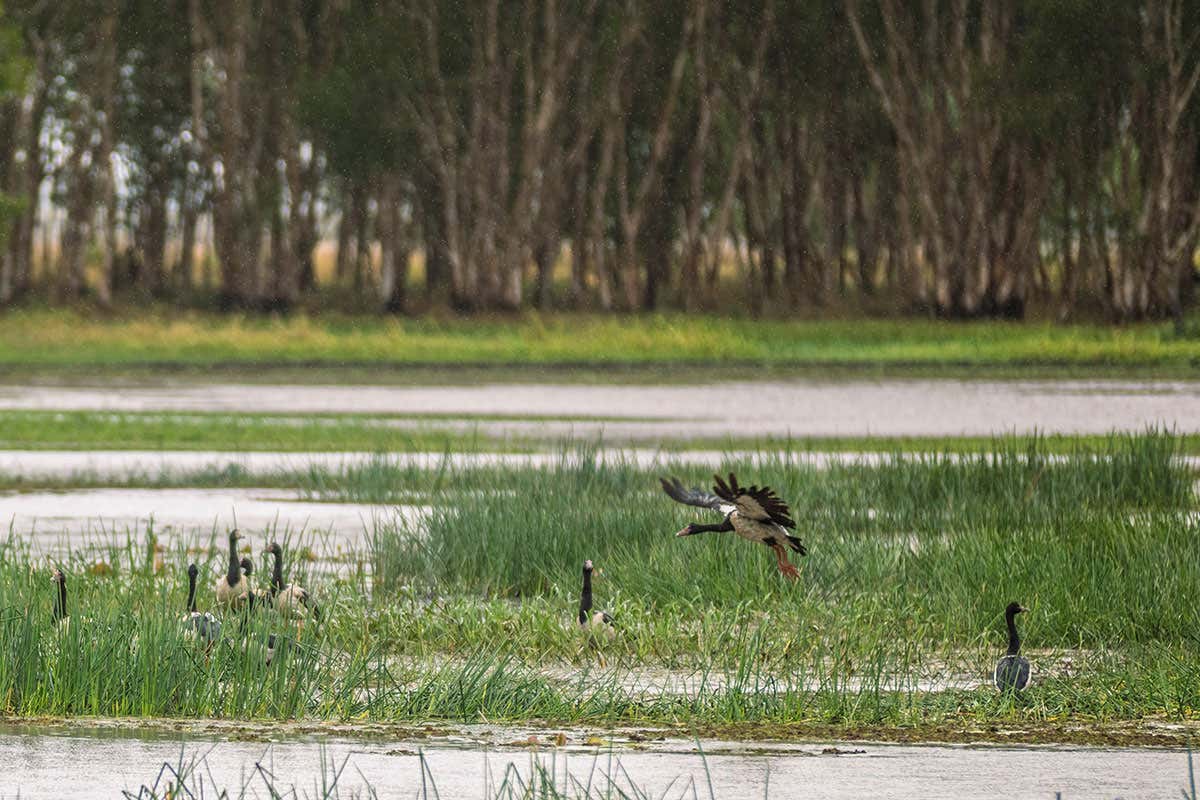 The native sedges have spring up in hte wetlands, attracting geese
