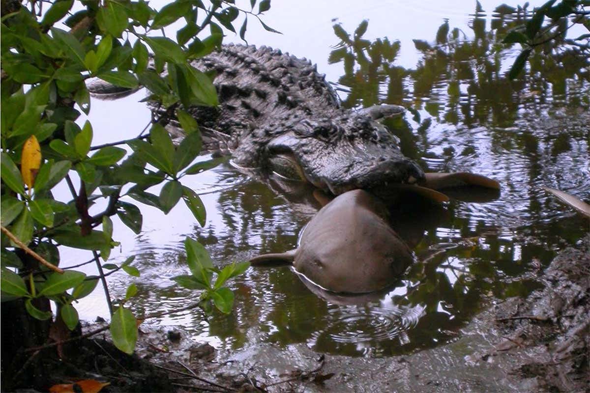 Alligator bites shark