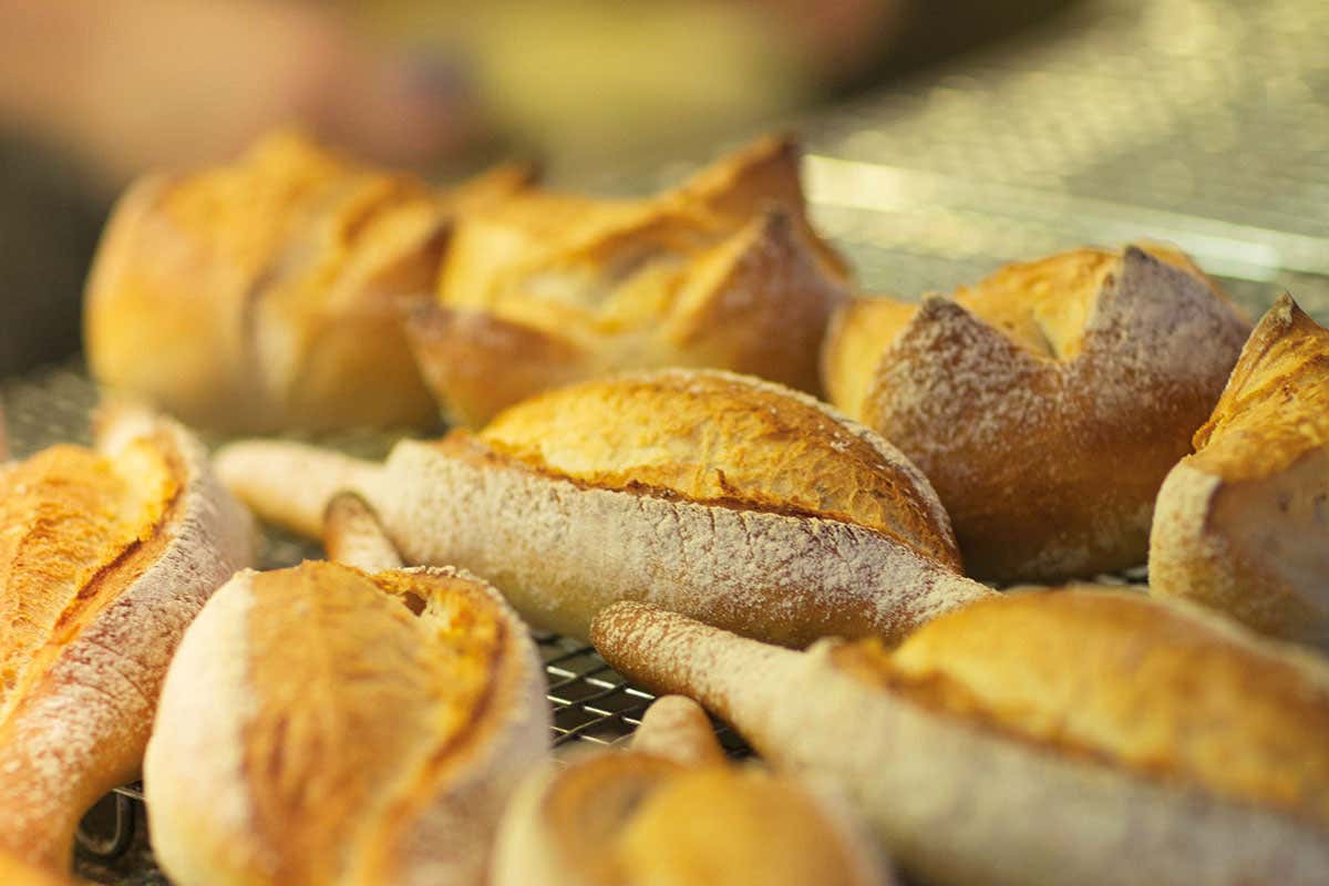 Genetically modified wheat used to make coeliac-friendly bread