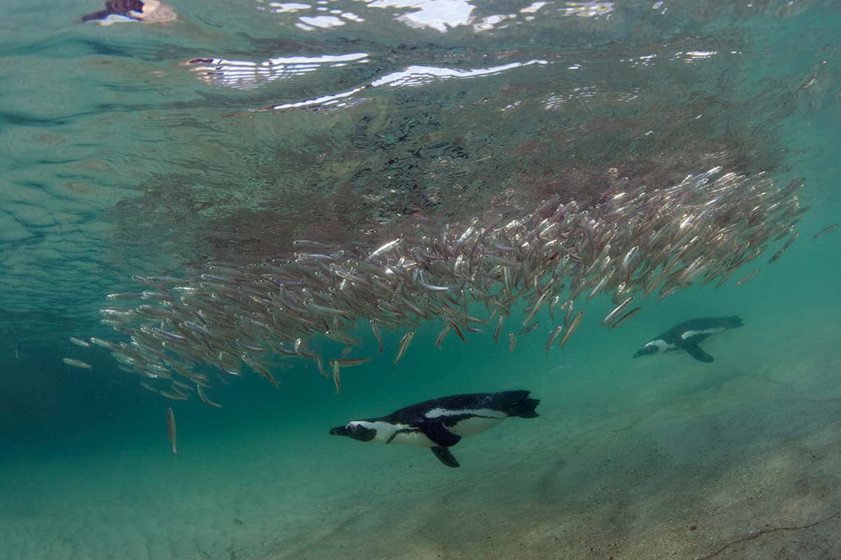 Penguins appear to herd fish into a disc