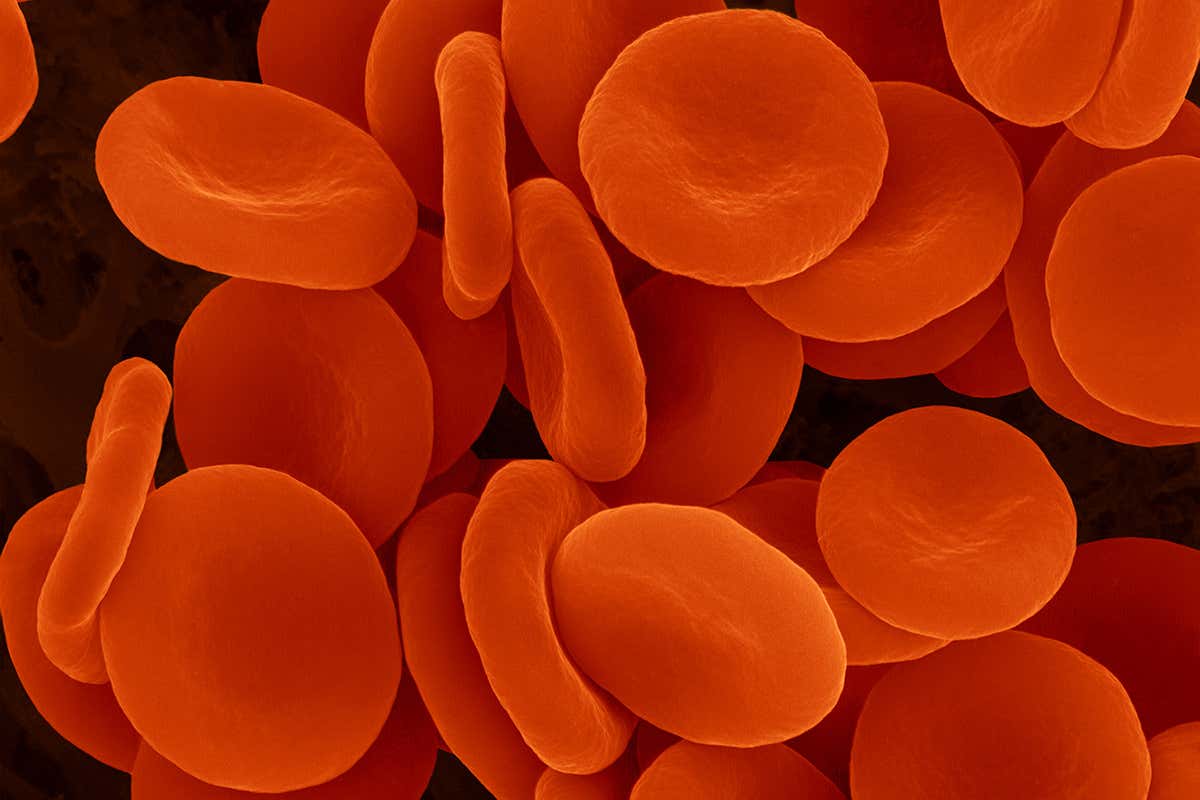Lab-grown cells make doping agent EPO and cure anaemia in mice