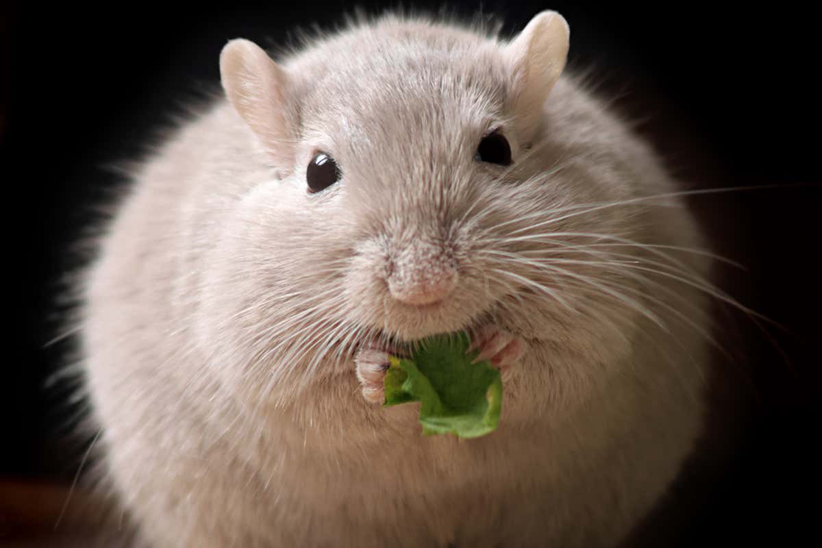 New Scientist. Science news and long reads from expert journalists, covering developments in science, technology, health and the environment on the website and the magazine.